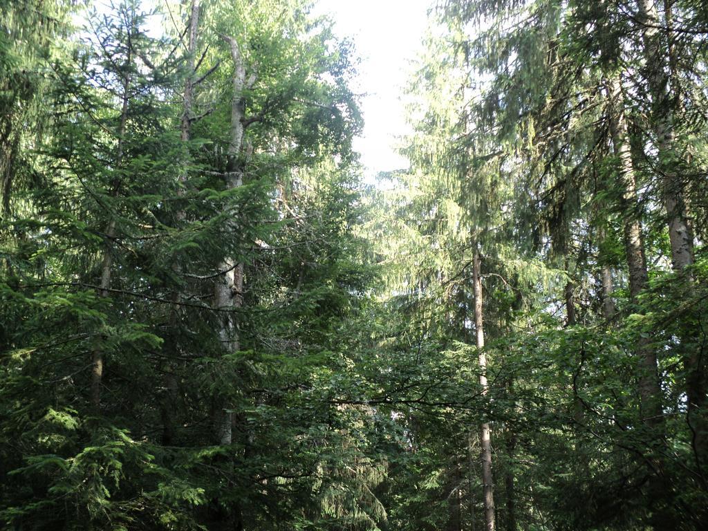 Cabana Suvenirurilor Scarisoara  Exteriér fotografie